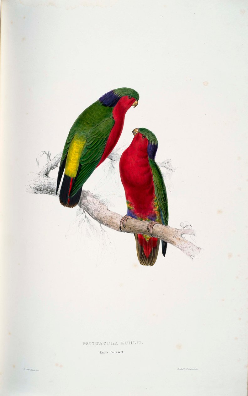 Psittacula kuhlii by Edward Lear