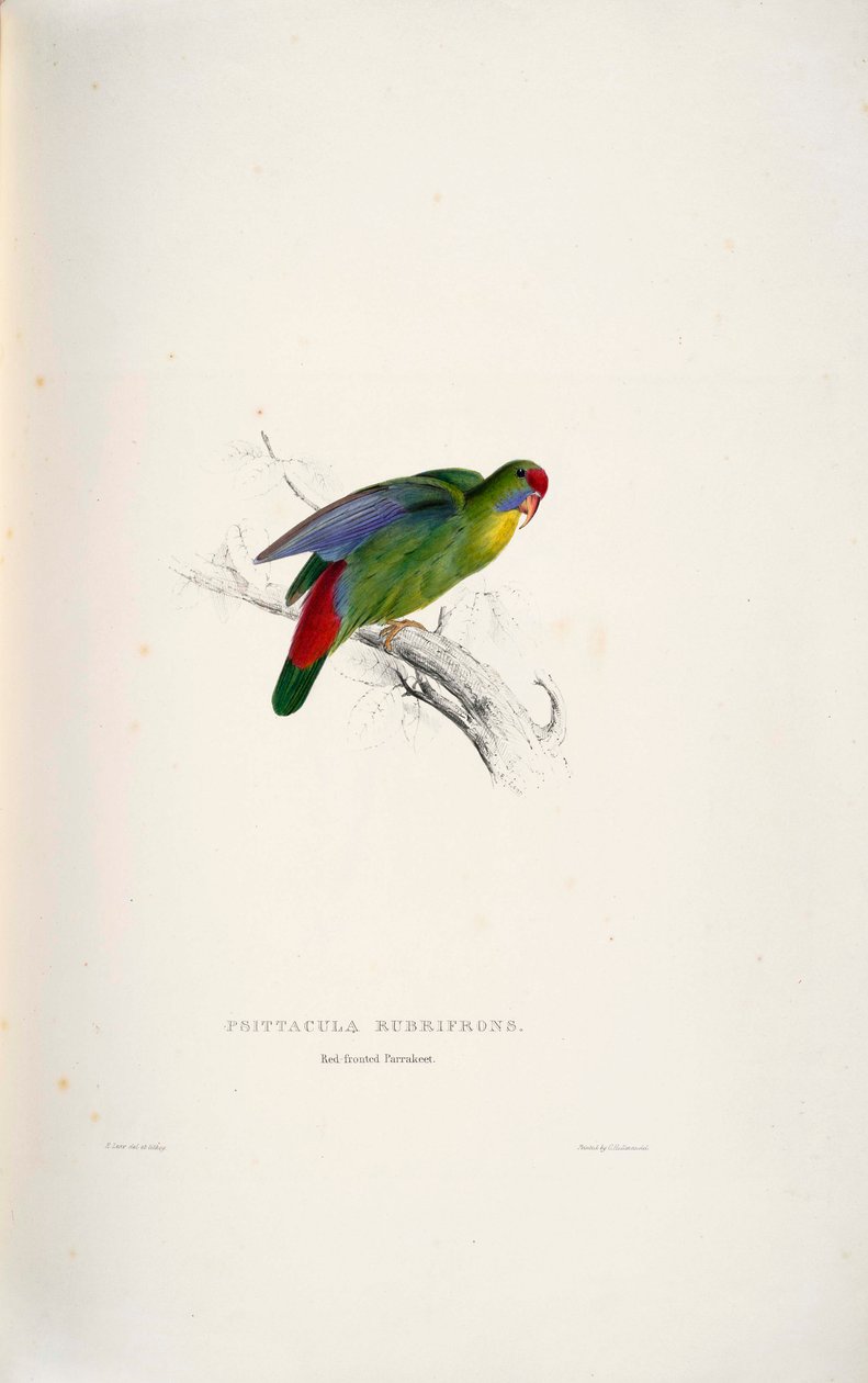 Psittacula rubrifronları by Edward Lear