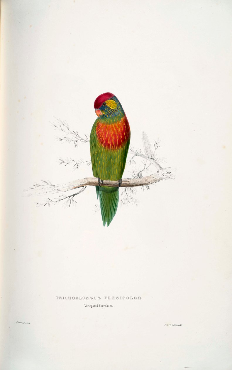 Psitteuteles versicolor by Edward Lear