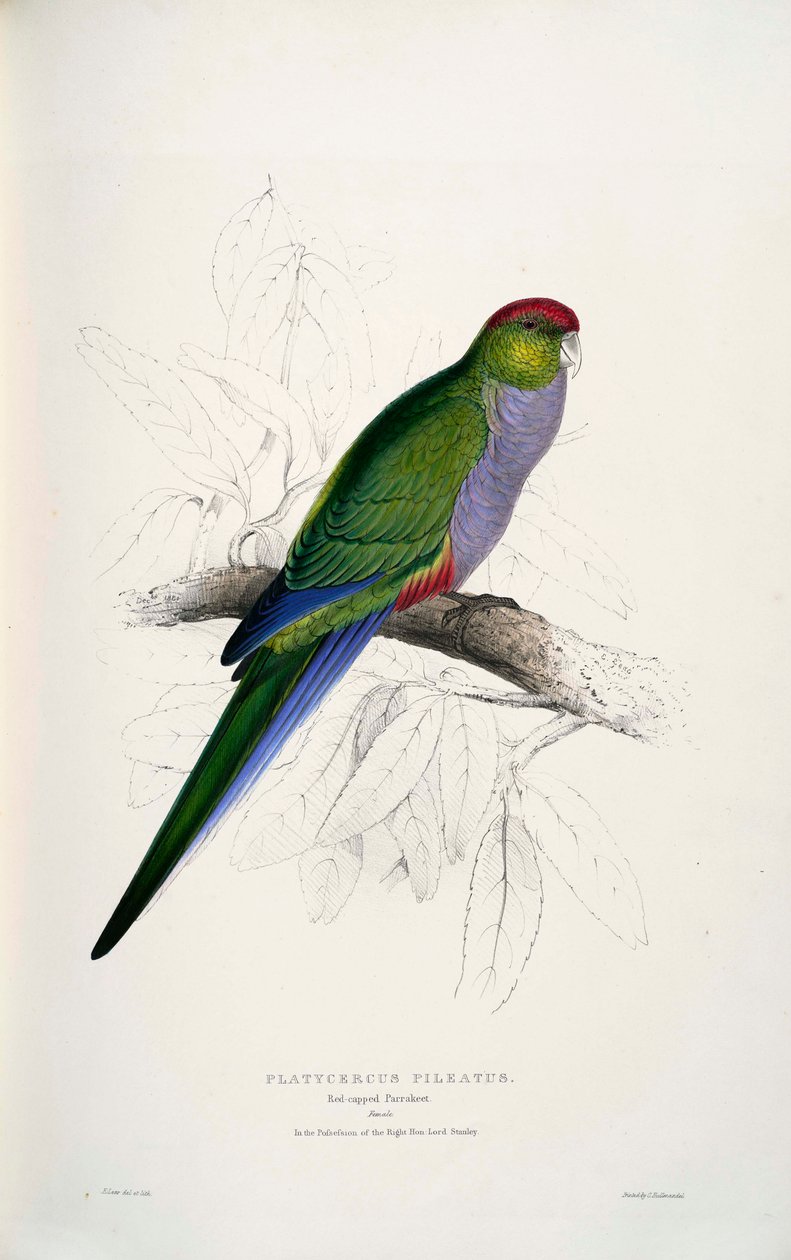 Purpureicephalus şampiyonu by Edward Lear