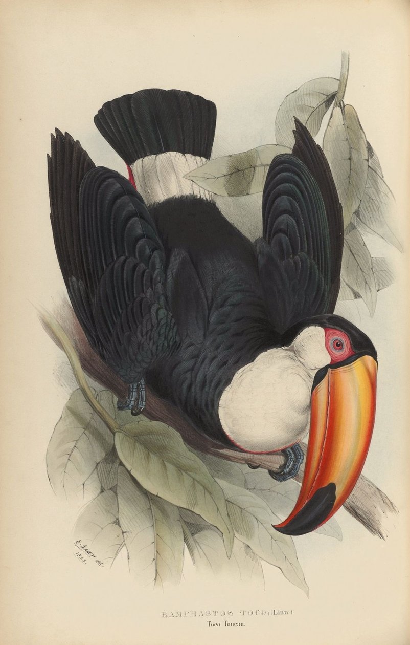 Ramphastos toko by Edward Lear