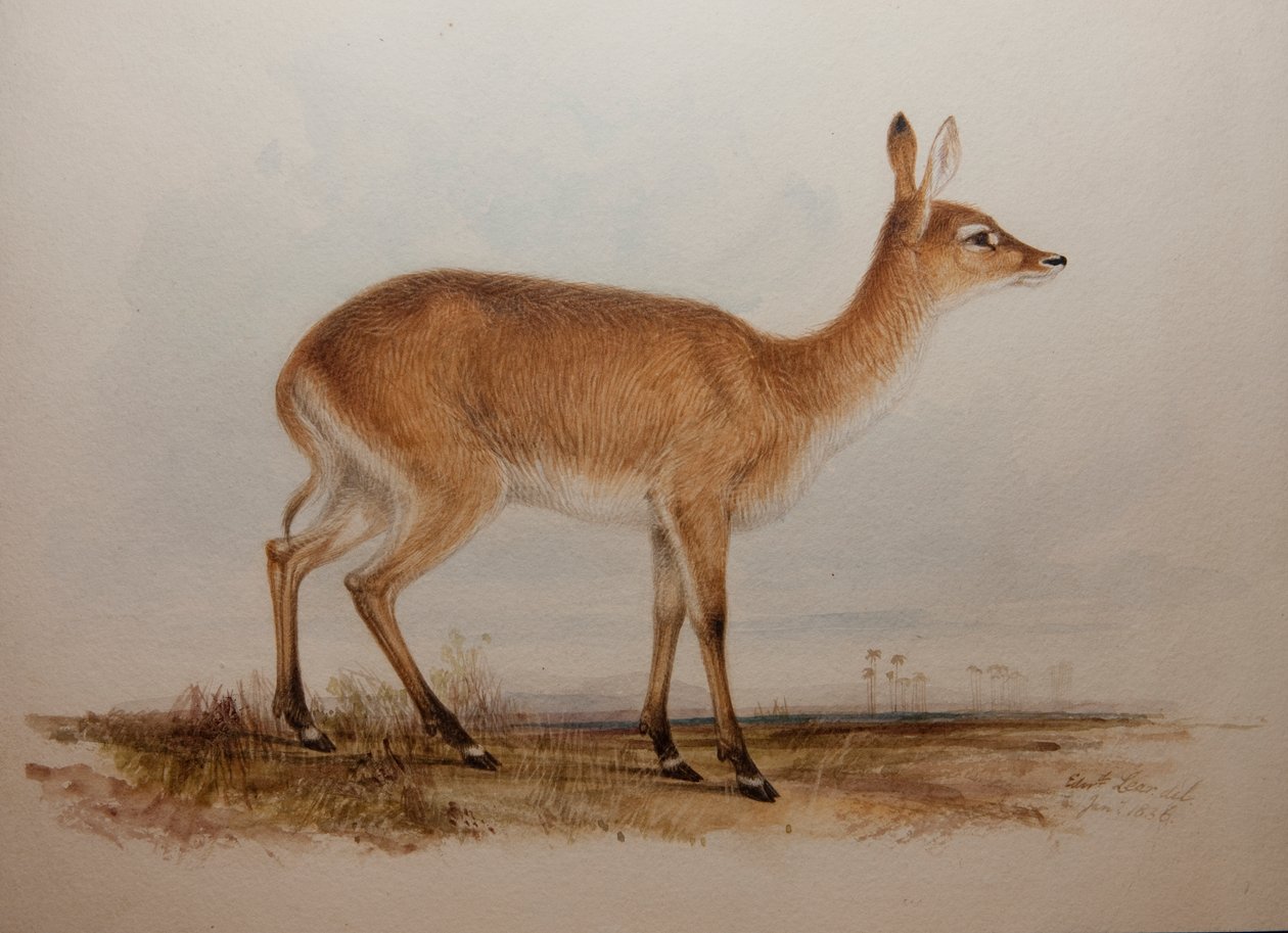 Kırmızı Lechwe, 1836 by Edward Lear