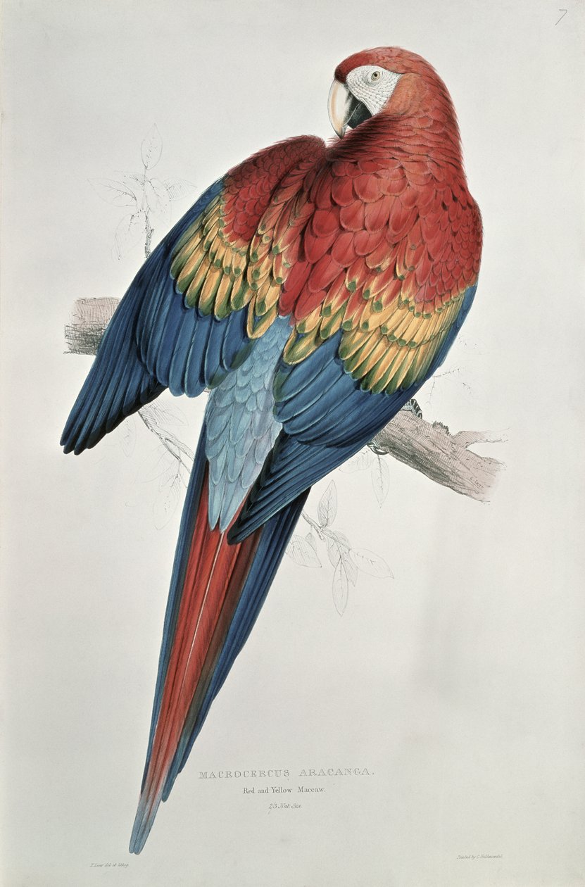 Kırmızı ve Sarı Amerika Papağanı by Edward Lear