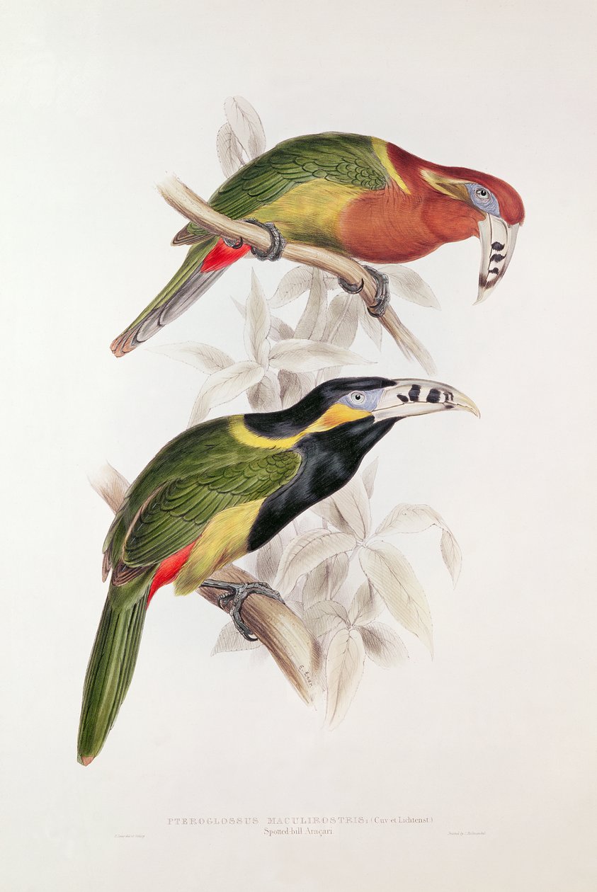 Benekli Bill Aracari, 19. yüzyıl (renkli litografi) by Edward Lear