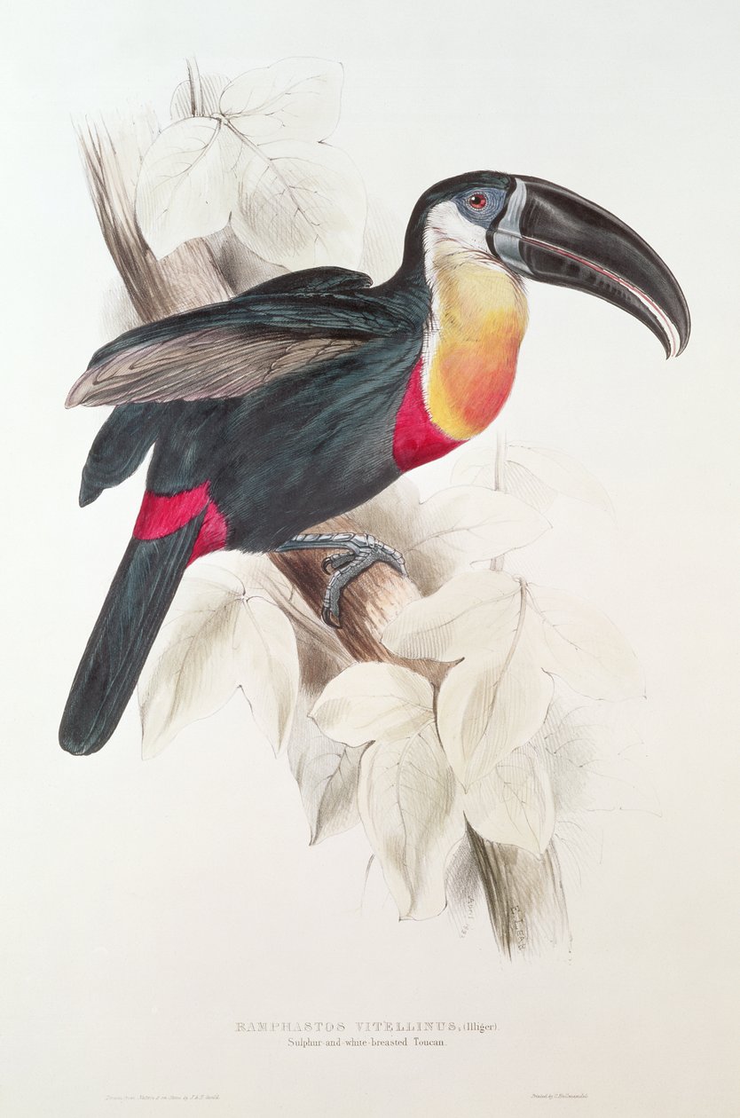 Kükürt ve beyaz göğüslü Toucan, 19. yüzyıl (renkli litografi) by Edward Lear