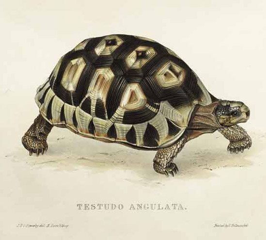 angukta mahmuz by Edward Lear