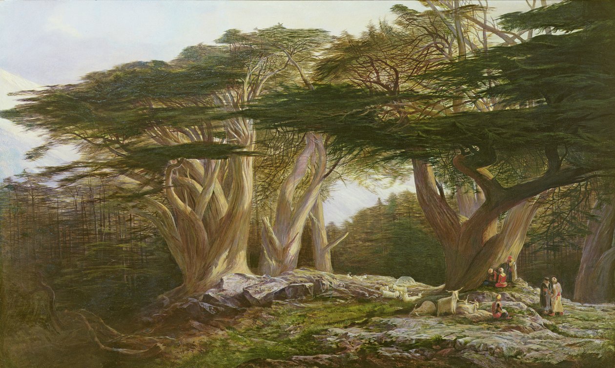 Lübnan Sedirleri, 1861 by Edward Lear