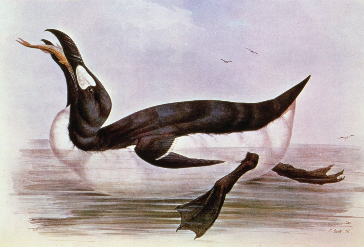 Büyük Auk, J. Gould