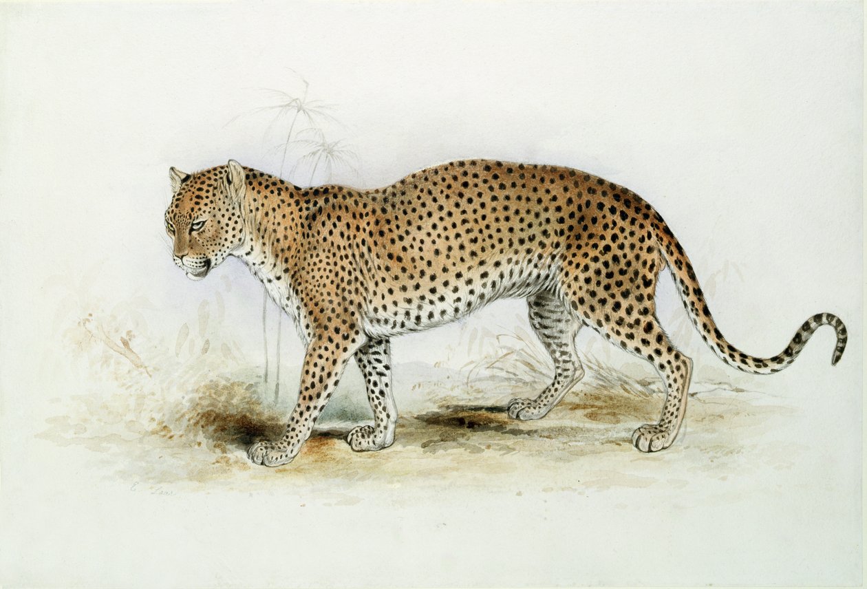 Leopar by Edward Lear