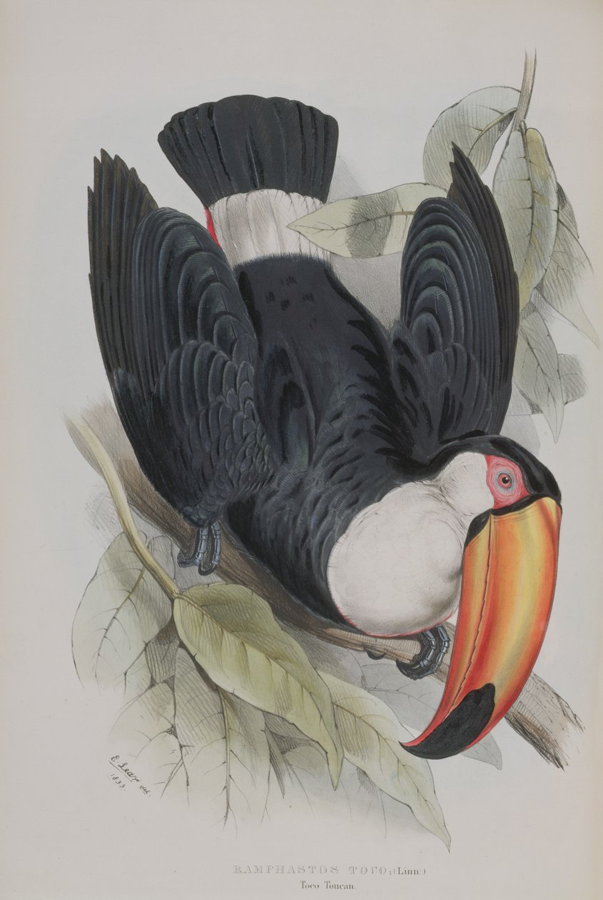 Toco Toucan, John Gould (1804-81) tarafından 1833-35