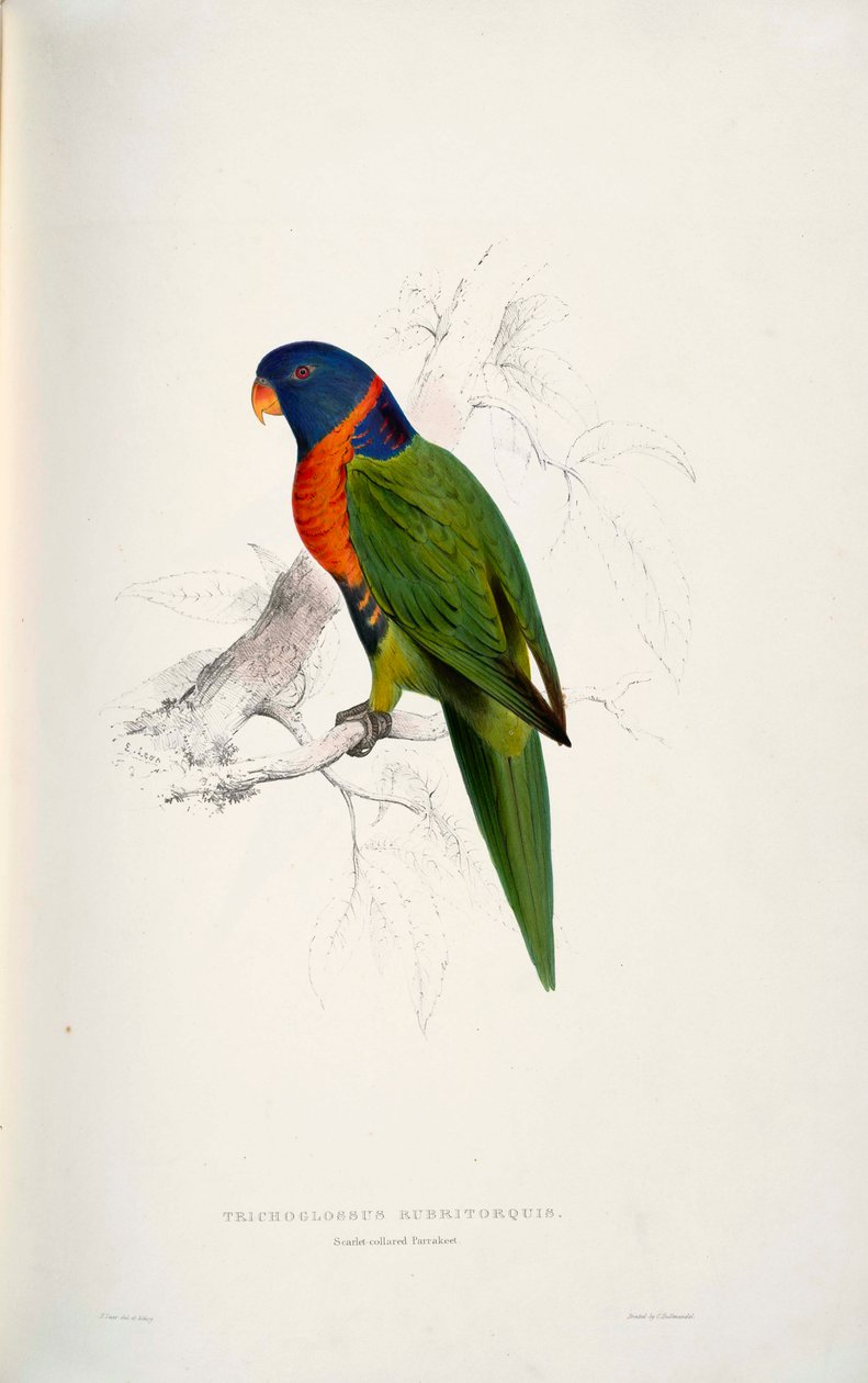 Trichoglossus rubritorquis Scarlet by Edward Lear