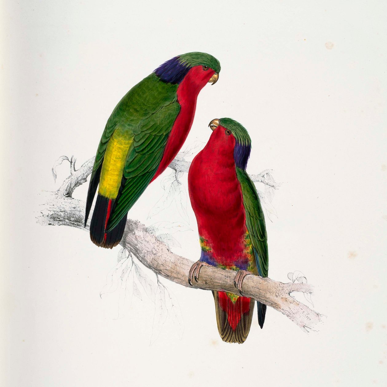 Vini kuhlii by Edward Lear
