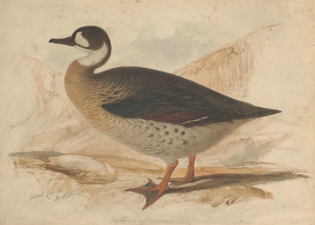 bronz kanatlı ördek by Edward Lear