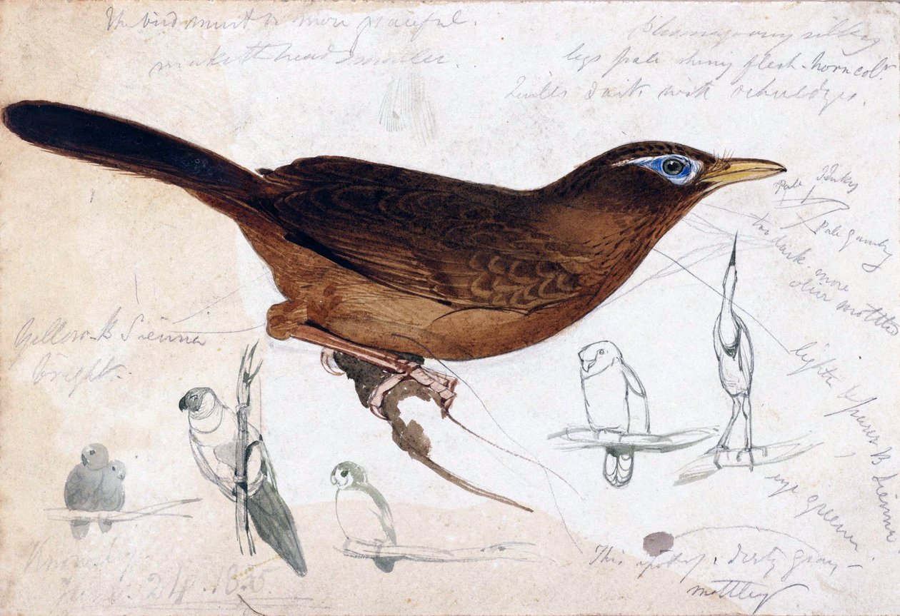 kahverengi kuş by Edward Lear