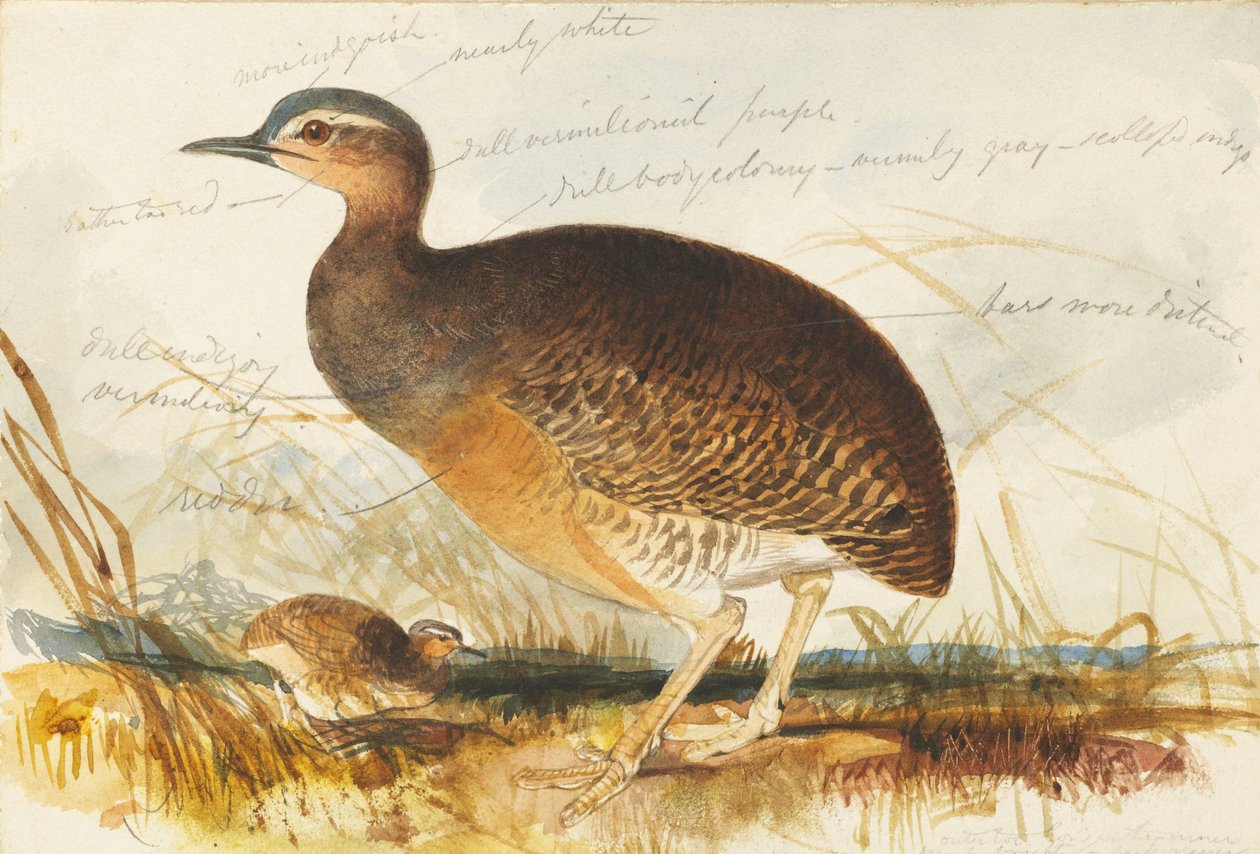 bataklık by Edward Lear