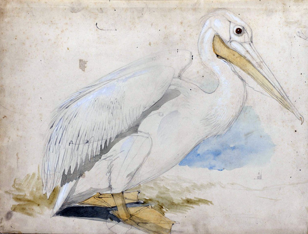 pelikan by Edward Lear