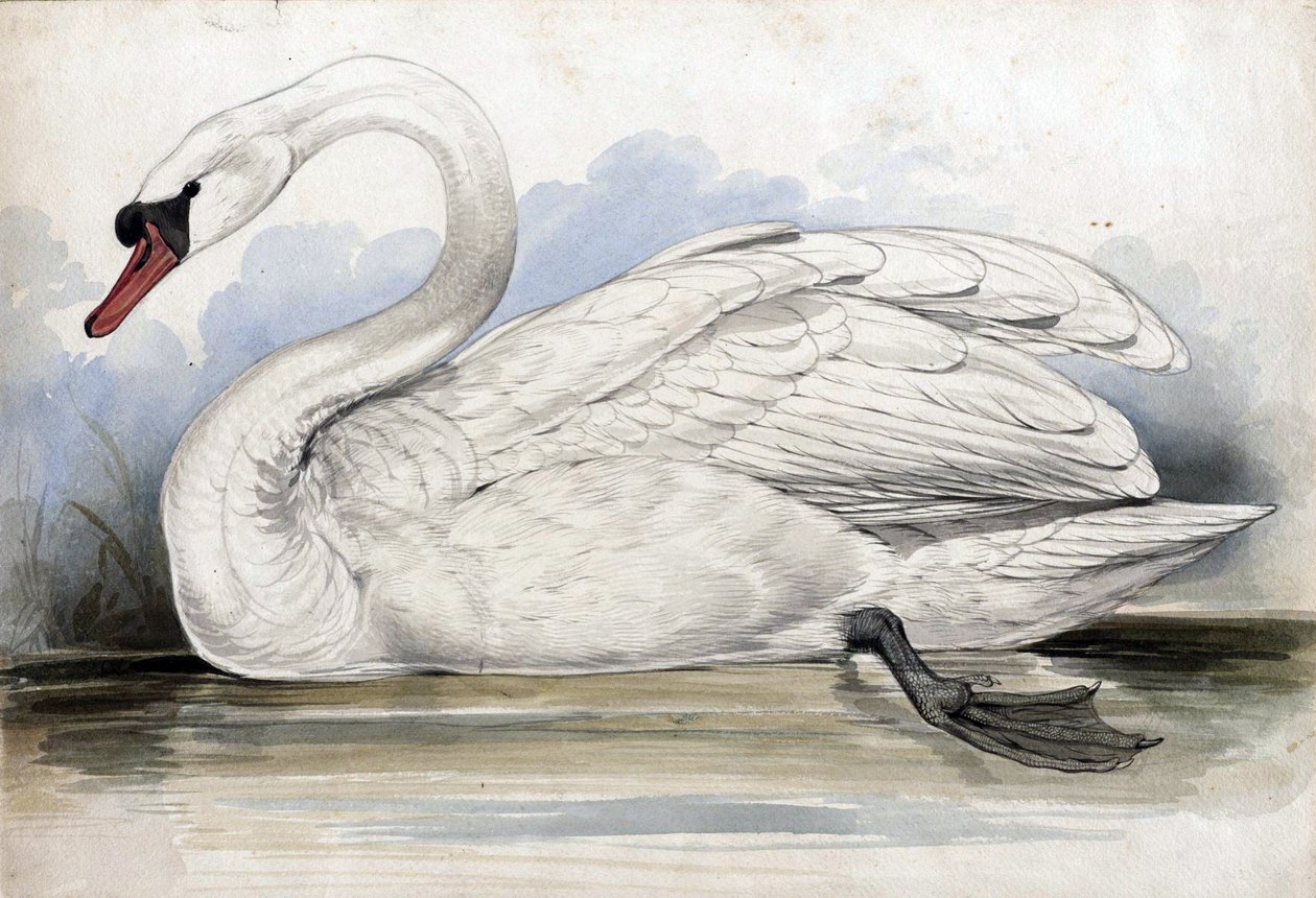 kuğu by Edward Lear