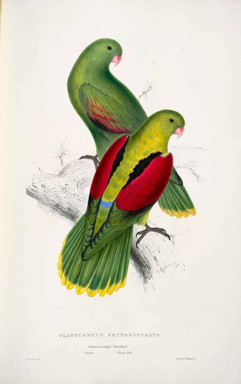 iki kırmızı kanatlı papağan by Edward Lear