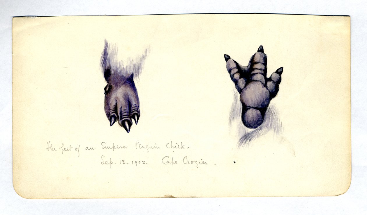 Bir imparator penguen piliç ayağının iki çalışması, 1901-04 (kağıt üzerinde wc) by Edward Adrian Wilson