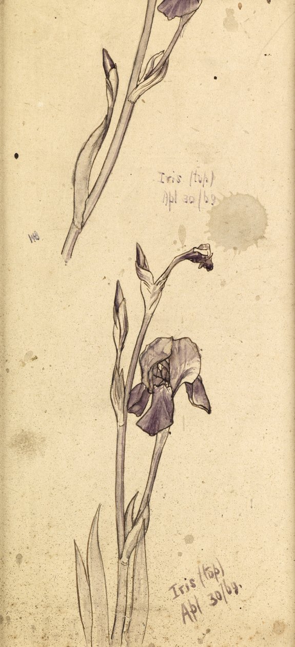 Süsen, 1869 by Edward Burne Jones
