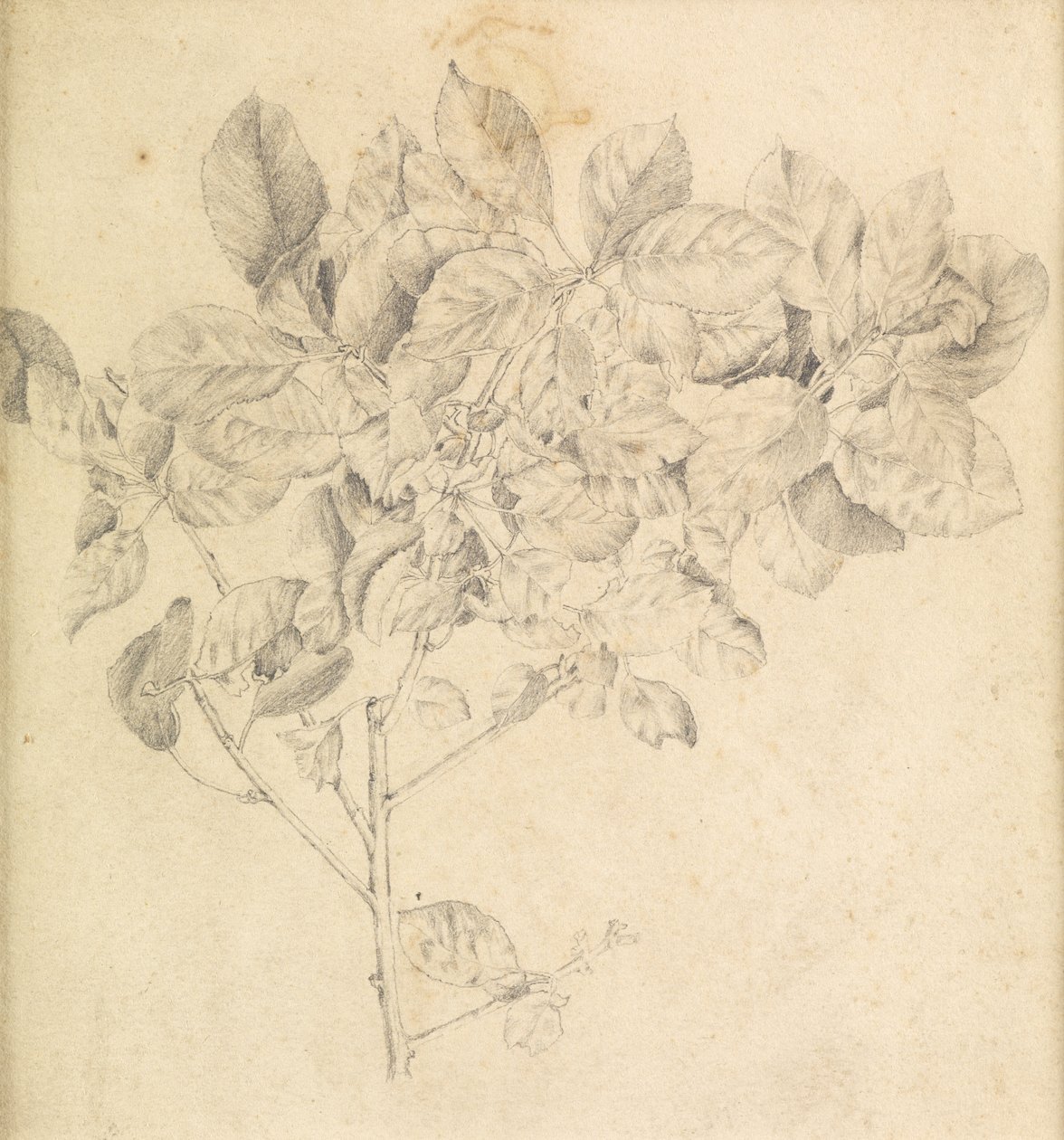 Elma bahçesi için çalışma by Edward Burne Jones
