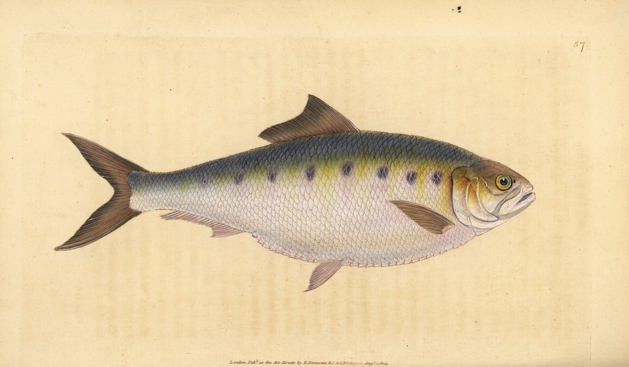 Allis shad, Alosa alosa (Shad, Clupea alosa). Edward Donovan tarafından Natural History of British Fishes, Donovan ve F.C. ve J. Rivington, Londra by Edward Donovan