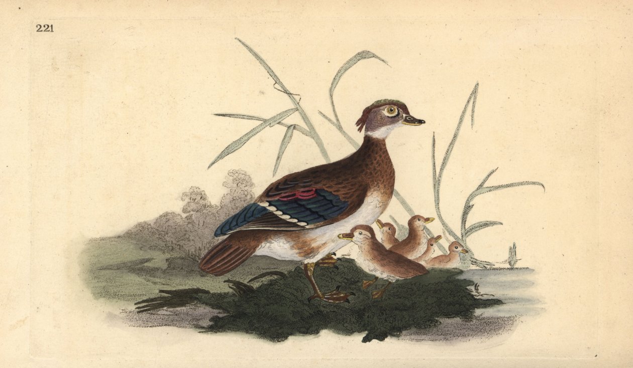 Amerikan tahta ördeği (dişi ve genç). Edward Donovan tarafından kendi “Natural History of British Birds” Londra kitabından çizilip kazınmış, elle boyanmış bakır levha by Edward Donovan