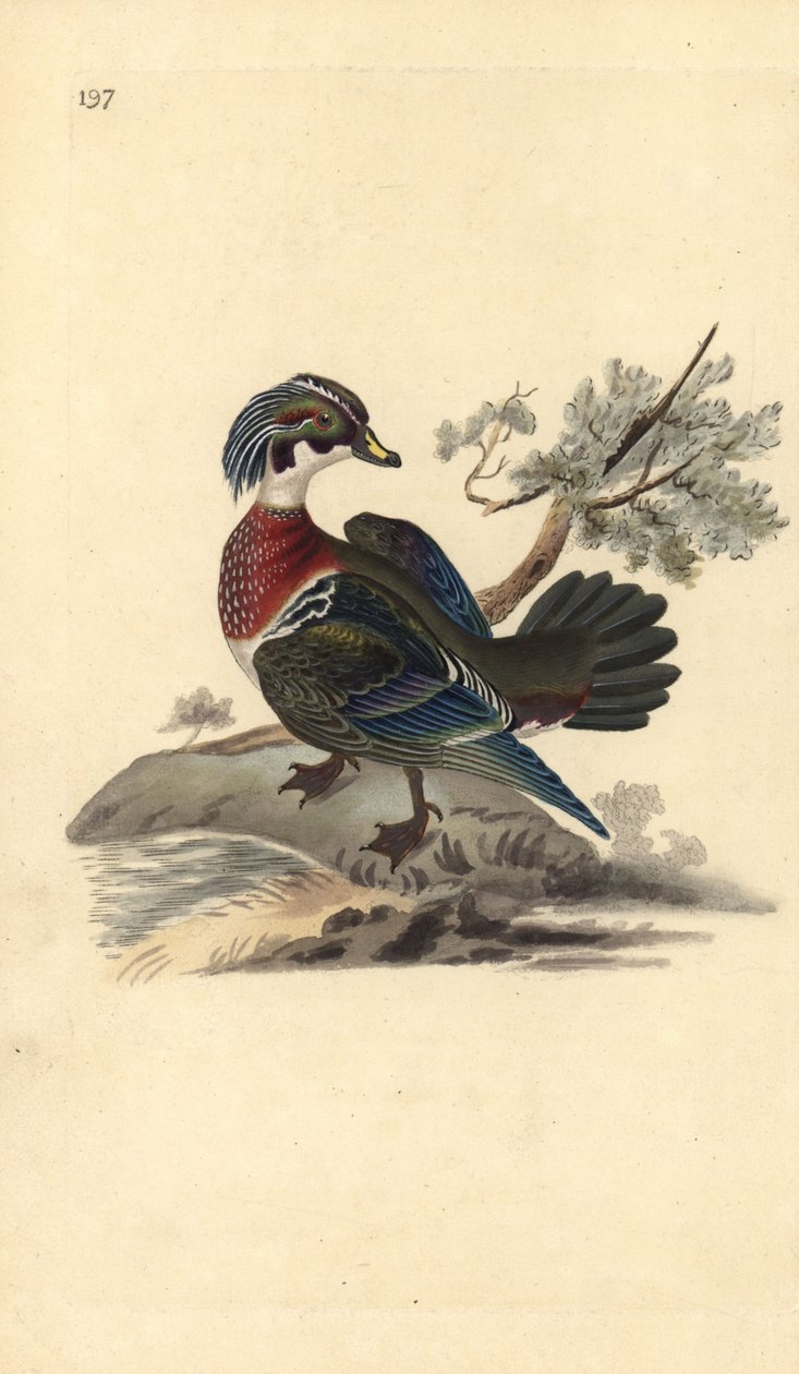 Amerikan tahta ördeği, Aix sponsa. Edward Donovan tarafından kendi “Natural History of British Birds” Londra kitabından çizilip kazınmış, elle boyanmış bakır levha by Edward Donovan