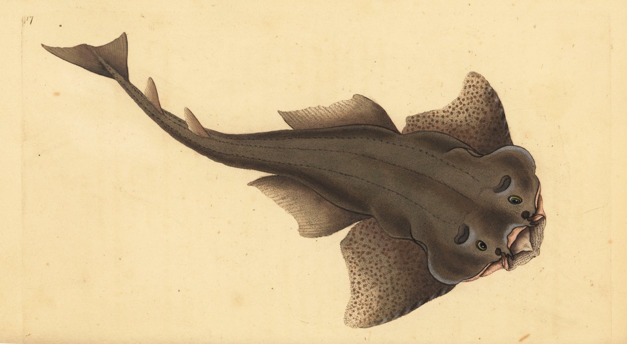 Angelshark, Squatina squatina. Critically endangered. (Angel shark, Squallus squatinus). Handcoloured copperplate drawn and engraved by Edward Donovan from his Natural History of British Fishes, Donovan and F.C. and J. Rivington, London by Edward Donovan