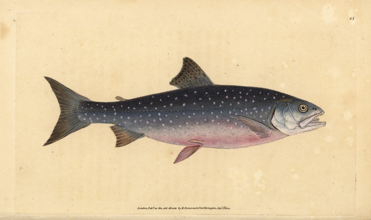 Arctic char, Salvelinus alpinus alpinus (Alp somonu, Salmo alpinus). Edward Donovan tarafından Natural History of British Fishes, Donovan ve F.C. ve J. Rivington, Londra by Edward Donovan