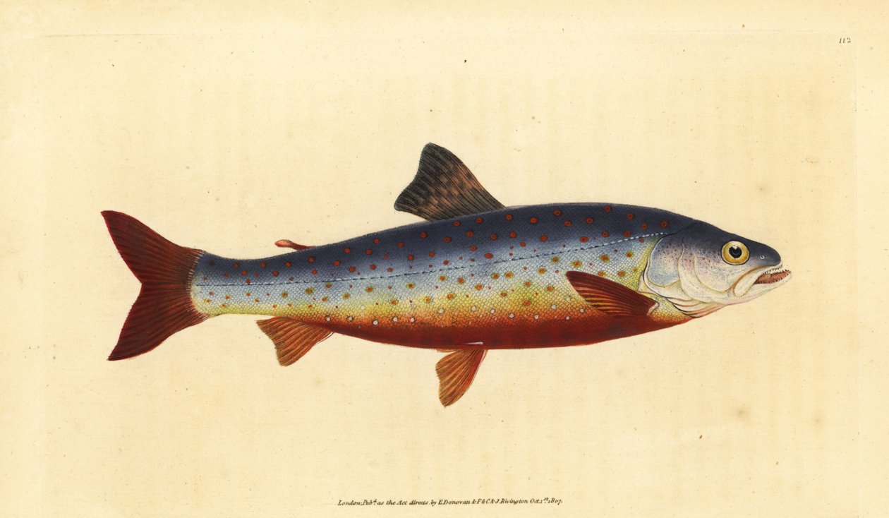 Arctic charr, Salvelinus alpinus alpinus (Salvelian charr, Salmo salvelinus). Edward Donovan tarafından Natural History of British Fishes, Donovan ve F.C. ve J. Rivington, Londra by Edward Donovan
