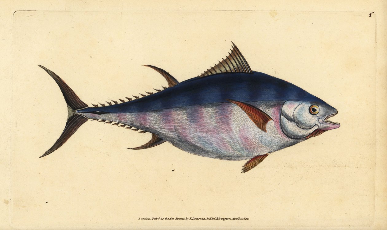 Atlantik mavi yüzgeçli orkinos, Thunnus thynnus (nesli tükenmekte). Tunny, Scomber thynnus. Edward Donovan tarafından Natural History of British Fishes, Donovan ve F.C. ve J. Rivington, Londra by Edward Donovan