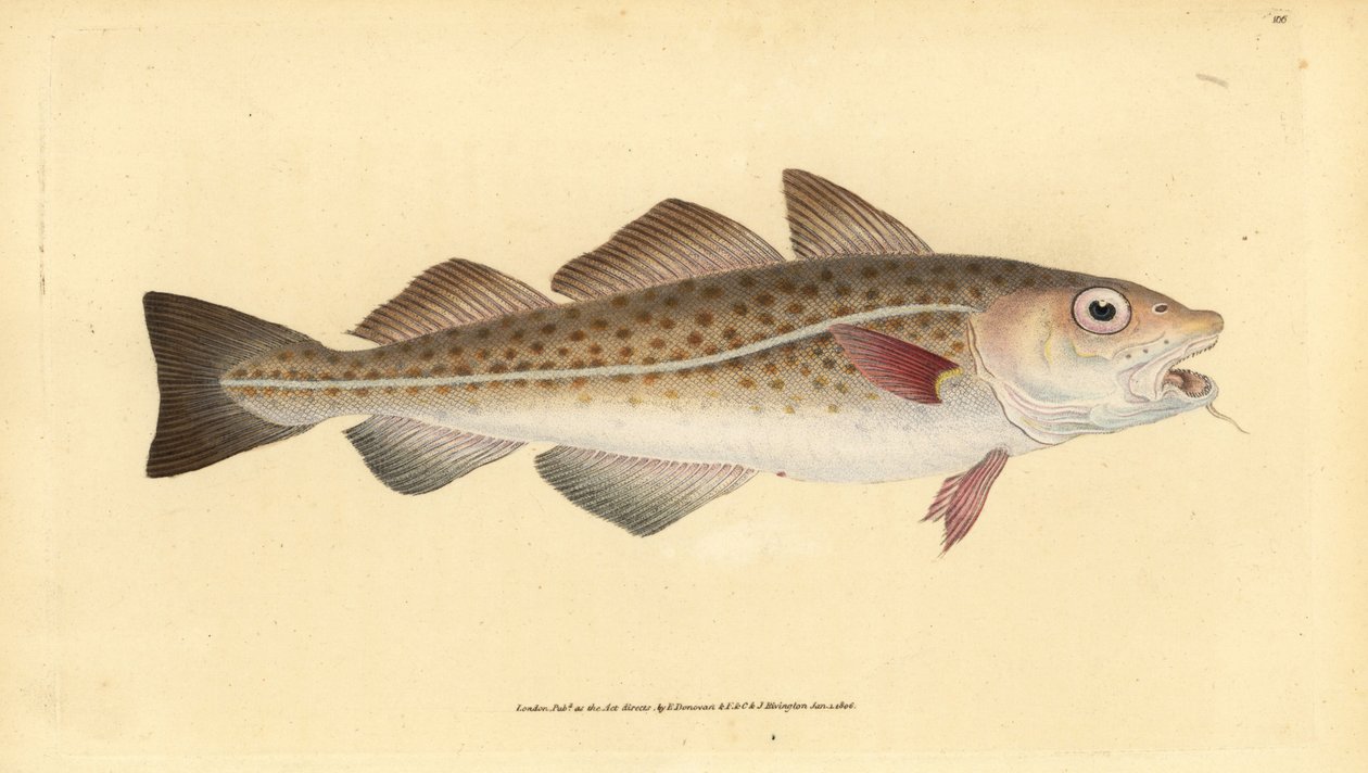 Atlantik morina veya morina balığı. Gadus morhua. Hassas. Edward Donovan tarafından Natural History of British Fishes, Donovan and F.C. ve J. Rivington, Londra by Edward Donovan