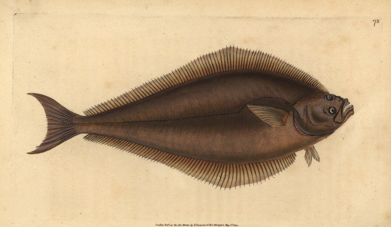 Atlantik halibut, Hippoglossus hippoglossus. Nesli tükenmekte. (Holibut, Pleuronectes hippoglossus). Edward Donovan tarafından Natural History of British Fishes, Donovan ve F.C. ve J. Rivington, Londra by Edward Donovan