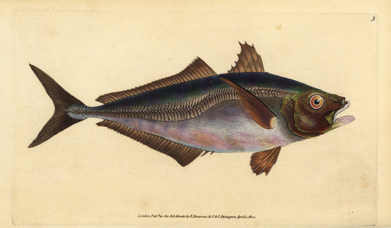 Atlantik istavriti, Trachurus trachurus (Scad, Scomber trachurus). Edward Donovan tarafından Natural History of British Fishes, Donovan ve F.C. ve J. Rivington, Londra by Edward Donovan