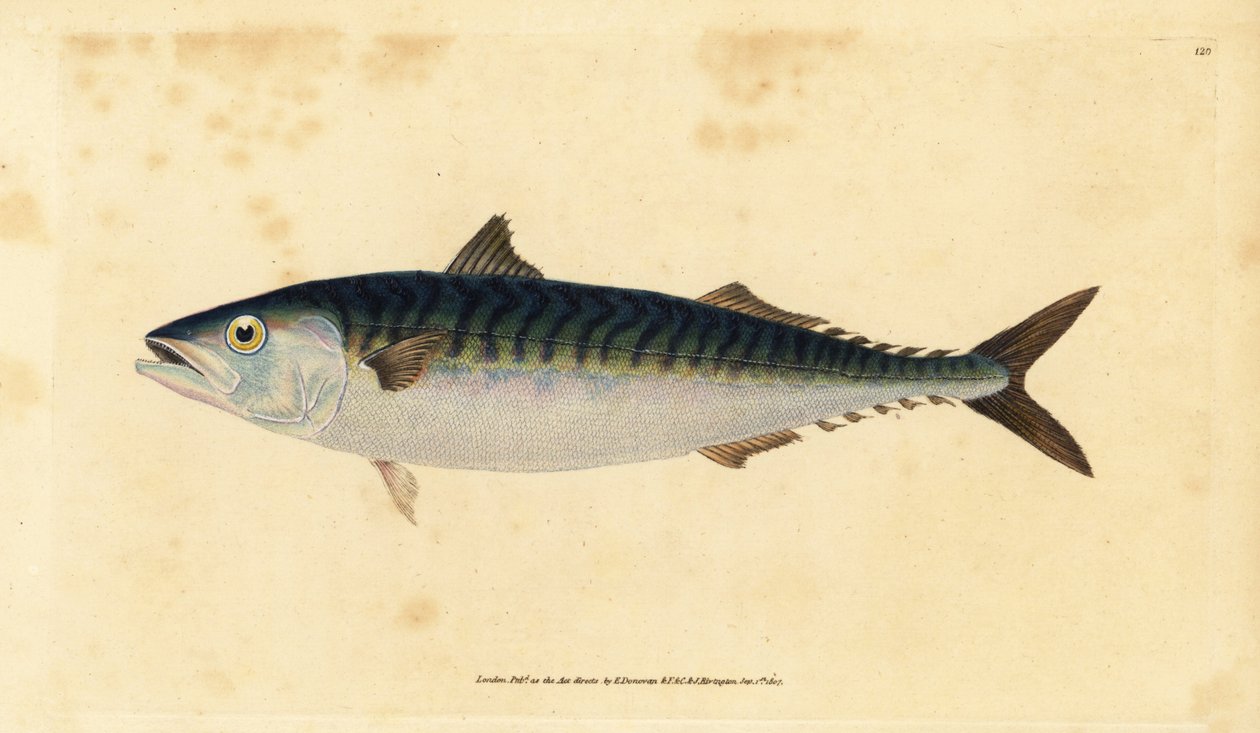 Atlantik uskumru, Scomber scombrus (Mackarel, Scomber scomber). Edward Donovan tarafından Natural History of British Fishes, Donovan ve F.C. ve J. Rivington, Londra by Edward Donovan