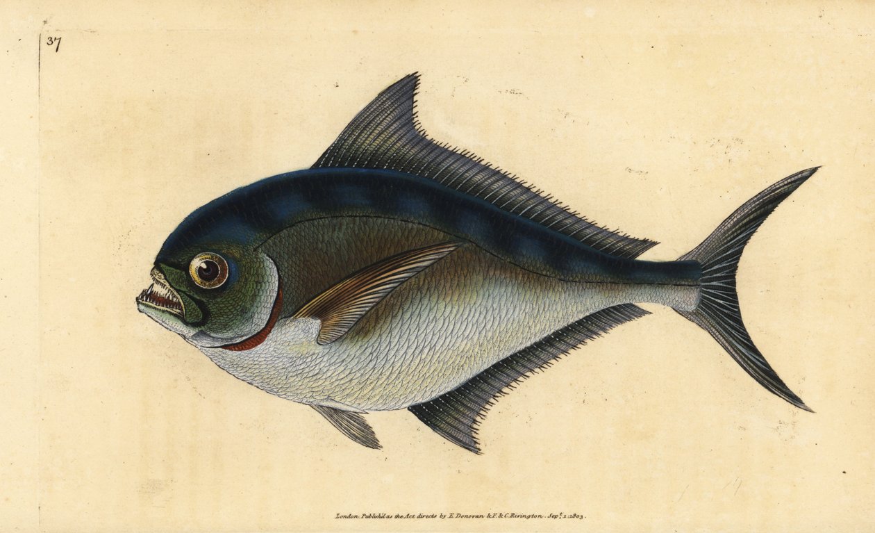 Atlantik pomfret, Brama brama (Ray
