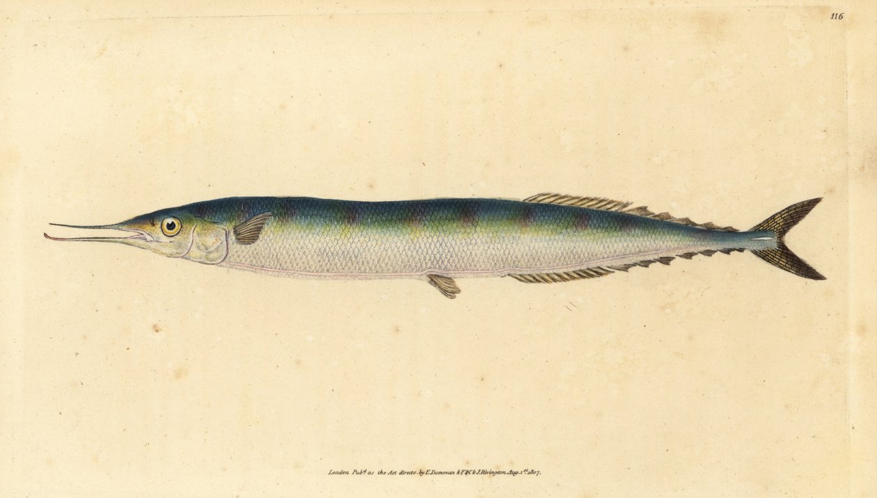 Atlantik saury, Scomberesox saurus saurus (Kaptan turna, Esox saurus). Edward Donovan tarafından Natural History of British Fishes, Donovan ve F.C. ve J. Rivington, Londra by Edward Donovan