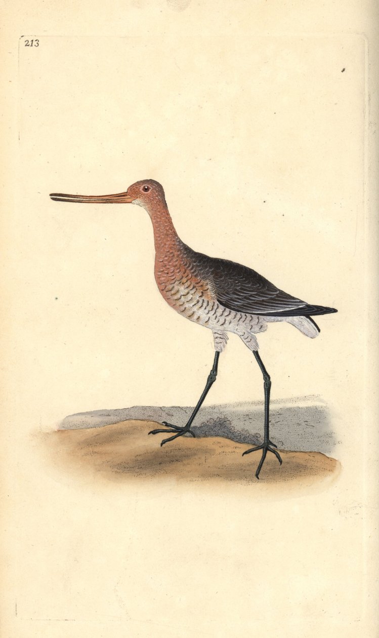 Kısa kuyruklu ahmak (dişi), Limosa lapponica. Edward Donovan tarafından kendi “Natural History of British Birds” Londra kitabından çizilip kazınmış, elle boyanmış bakır levha by Edward Donovan