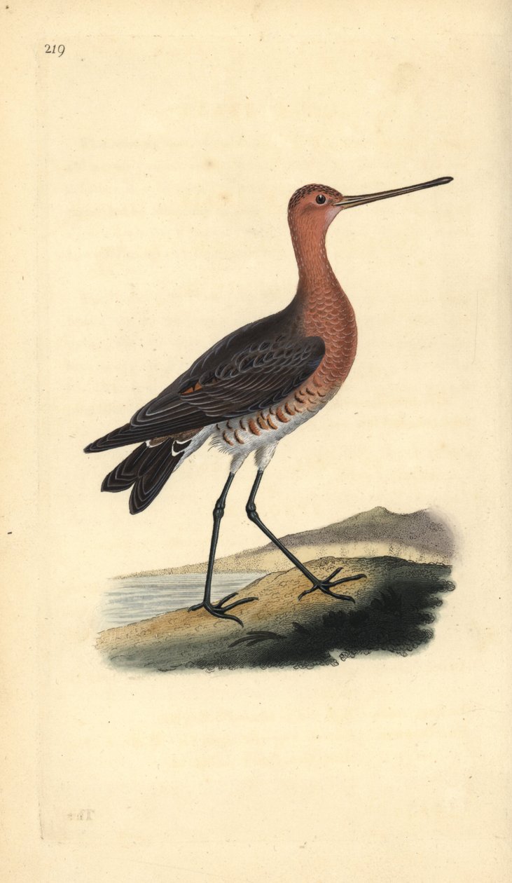 Kısa kuyruklu ahmak (erkek), Limosa lapponica. Edward Donovan tarafından kendi “Natural History of British Birds” Londra kitabından çizilip kazınmış, elle boyanmış bakır levha by Edward Donovan