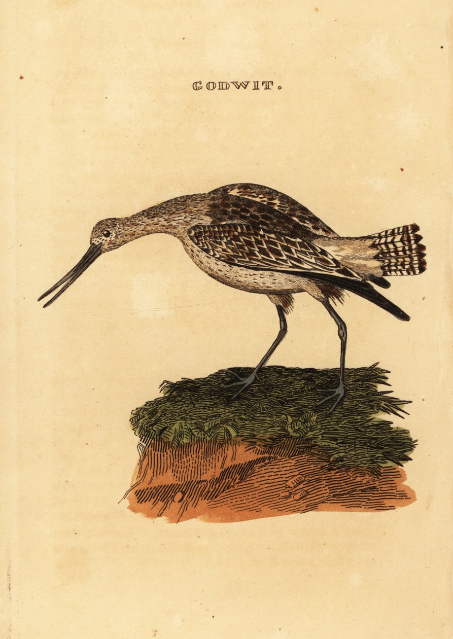 Bar kuyruklu ahmak, Limosa lapponica by Edward Donovan