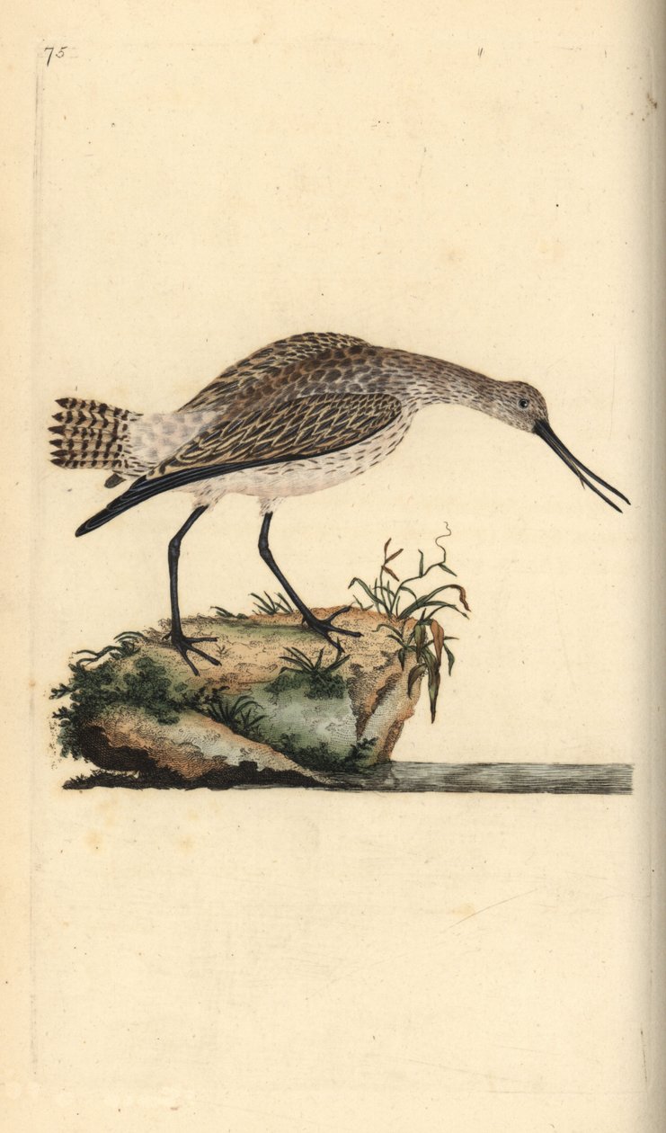 Kısa kuyruklu ahmak, Limosa lapponica. Edward Donovan tarafından kendi “Natural History of British Birds” Londra kitabından çizilip kazınmış, elle boyanmış bakır levha by Edward Donovan