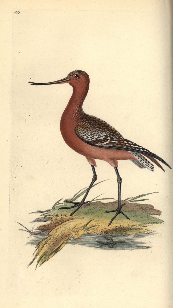 Bar-tailed godwit, Limosa lapponica. Handcoloured copperplate drawn and engraved by Edward Donovan from his own “Natural History of British Birds,” London by Edward Donovan