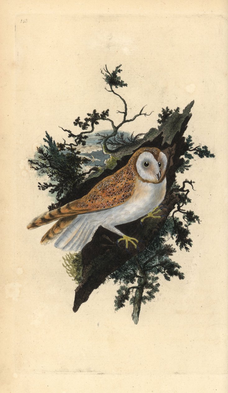 Peçeli baykuş, Tyto alba. Edward Donovan tarafından kendi “Natural History of British Birds” Londra kitabından çizilip kazınmış, elle boyanmış bakır levha by Edward Donovan