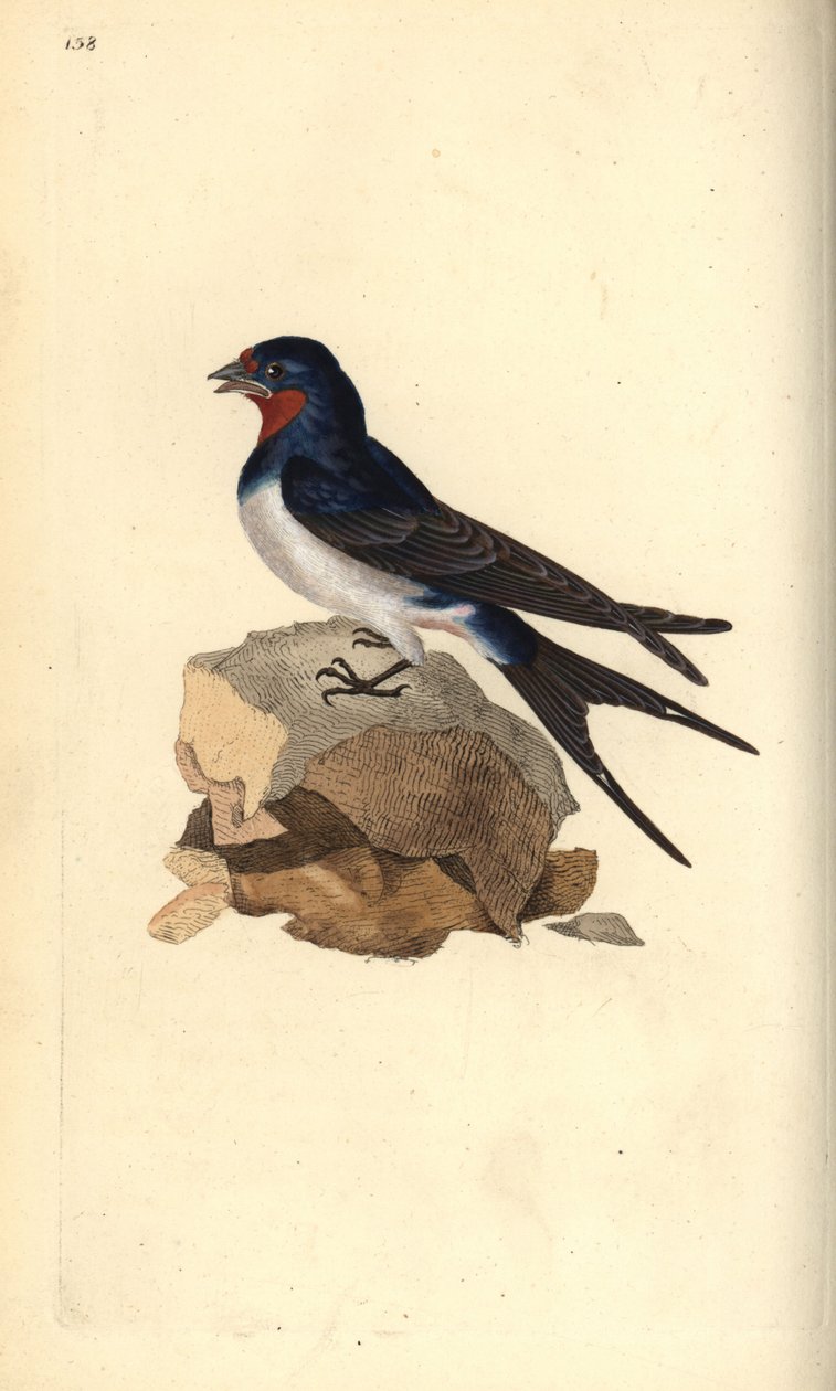 Ahır kırlangıç, Hirundo rustica. Edward Donovan tarafından kendi “Natural History of British Birds” Londra kitabından çizilip kazınmış, elle boyanmış bakır levha by Edward Donovan