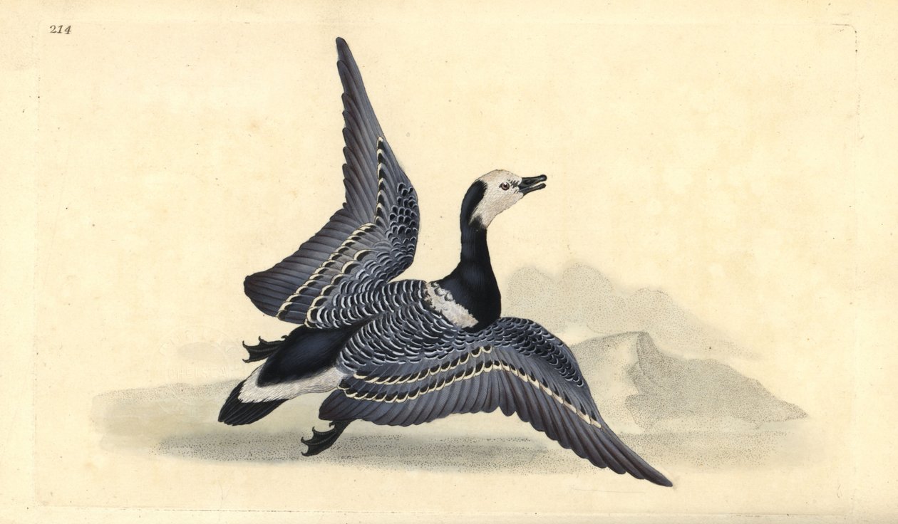 Barnacle kazı, Branta leucopsis. Edward Donovan tarafından kendi “Natural History of British Birds” Londra kitabından çizilip kazınmış, elle boyanmış bakır levha by Edward Donovan