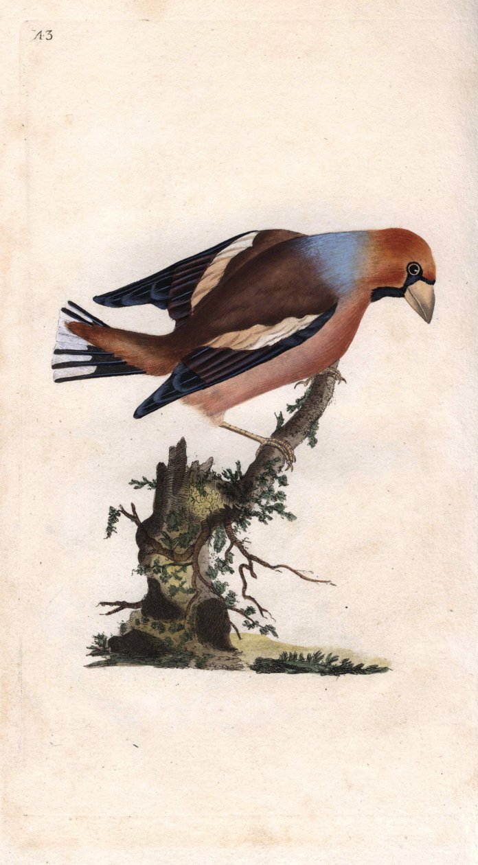 Büyük gaga çekirdeği kırar. Coccothrausts (Loxia coccothraustes). Histoire naturelle des oiseaux britanniques, Londra