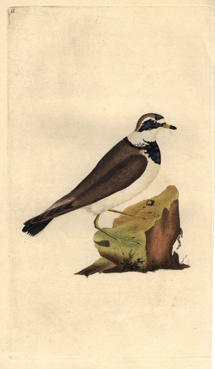 Büyük cılıbıt. Charadrius hiaticula. İngiliz Kuşlarının Natural History, Londra