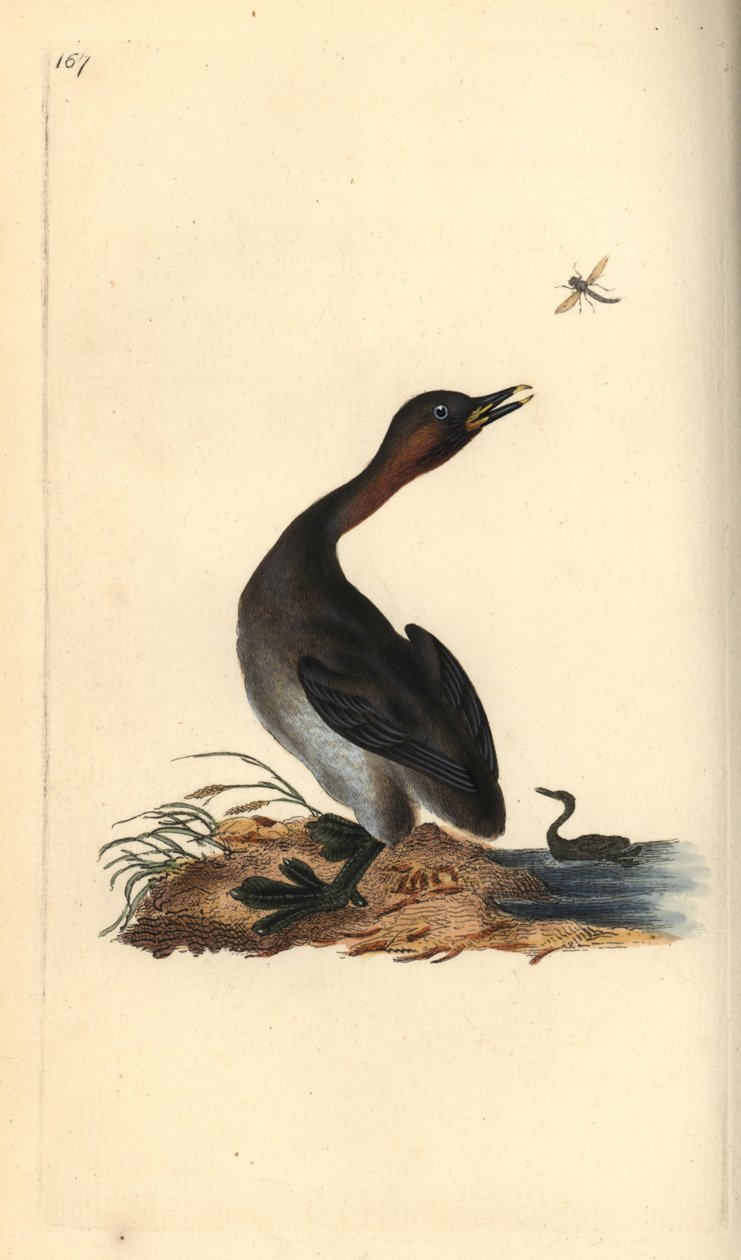 Siyah çene batağı, Podiceps hebridicus. (Küçük batağan, Tachybaptus ruficollis?) Edward Donovan tarafından Londra