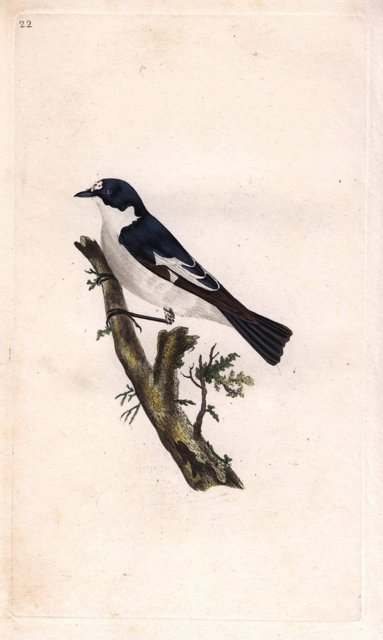 Siyah balkabağı. Ficedula hypoleuca (Muscicapa atricapilla). İngiliz Kuşlarının Natural History, Londra